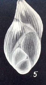 Polymorphina planiregina McCulloch, 1981 Polymorphina planiregina McCulloch, 1981