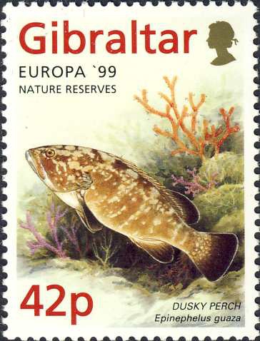 Epinephelus marginatus Epinephelus marginatus