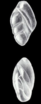 Entosigmomorphina (?) irregularis McCulloch, 1981