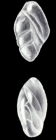Entosigmomorphina (?) irregularis McCulloch, 1981