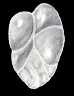 Neodelosina dissensa McCulloch, 1981