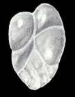 Neodelosina dissensa McCulloch, 1981