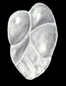 Neodelosina dissensa McCulloch, 1981 Neodelosina dissensa McCulloch, 1981