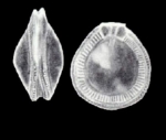 Fissurina neocarinata McCulloch, 1981