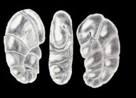 Geminospira arubaensis McCulloch, 1981