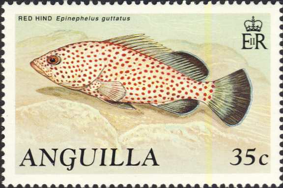 Epinephelus guttatus Epinephelus guttatus