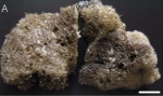 Semitaspongia jejuensis Lee & Sim, 2007