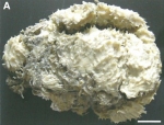 Euryspongia coreana Lee & Sim, 2007