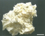 Euryspongia regularis Lee & Sim, 2007