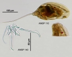 Trichocerca bicristata