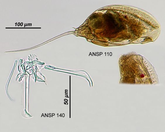 Trichocerca bicristata