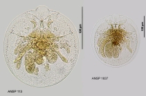 Testudinella patina f. intermedia