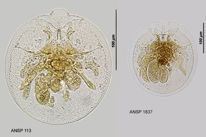 Testudinella patina f. intermedia Testudinella patina f. intermedia