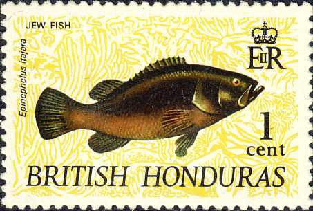 Epinephelus itajara Epinephelus itajara