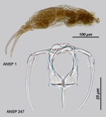 Dicranophorus alcimus