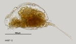 Mytilina acanthophora