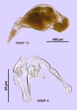 Pleurotrocha atlantica