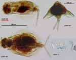 Euchlanis calpidia