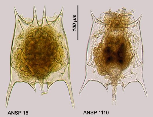 Plationus polyacanthus Plationus polyacanthus