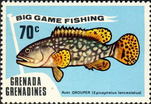Epinephelus lanceolatus Epinephelus lanceolatus