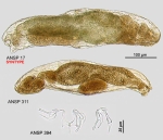 Lindia tecusa
