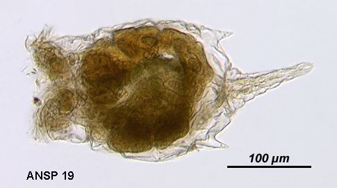 Epiphanes brachionus spinosa Epiphanes brachionus spinosa