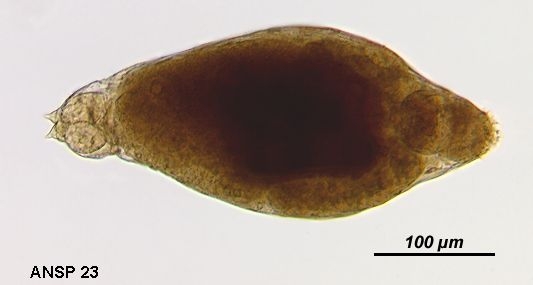 Proales gigantea Proales gigantea