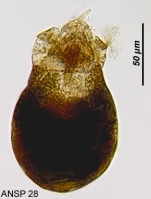 Ascomorphella volvocicola