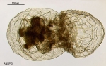 Cupelopagis vorax