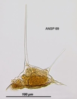 Squatinella bifurca