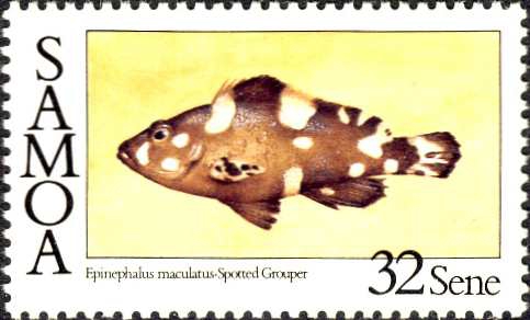 Epinephelus maculatus Epinephelus maculatus