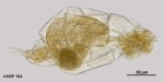 Aspelta clydona