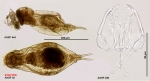 Dicranophorus thysanus