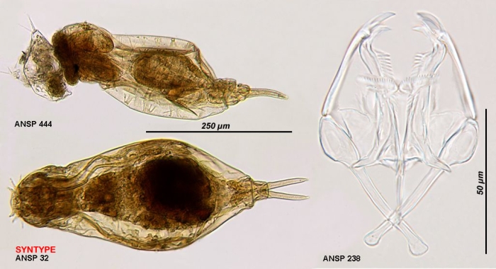 Dicranophorus thysanus Dicranophorus thysanus