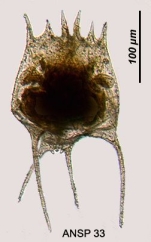 Brachionus mirabilis