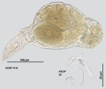Eosphora anthadis