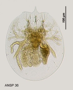 Testudinella mucronata haueriensis