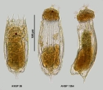 Notholca foliacea