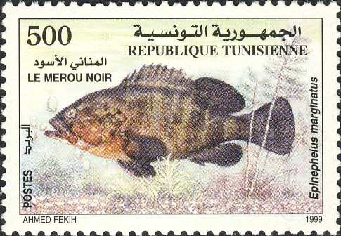 Epinephelus marginatus Epinephelus marginatus