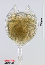 Lecane pideis
