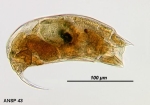 Trichocerca porcellus