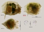 Pseudoploesoma formosum