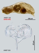 Notommata peridia