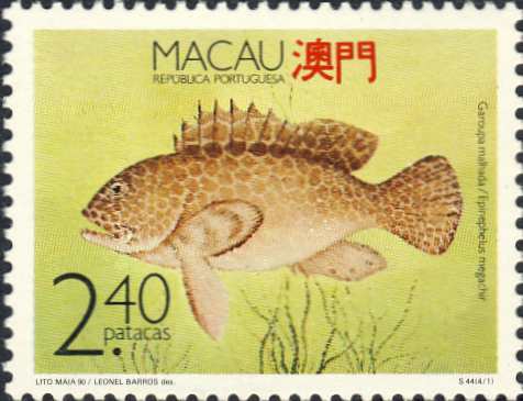 Epinephelus megachir