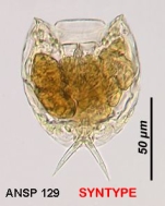 Lecane tryphema