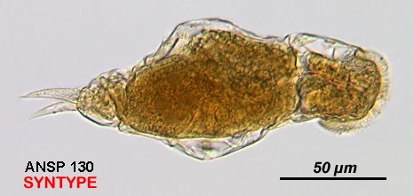 Cephalodella eunoma