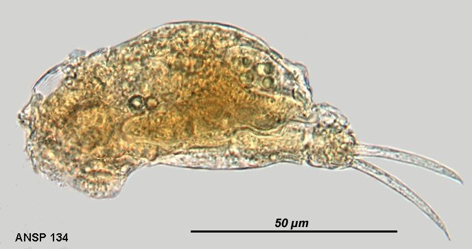 Cephalodella nana Cephalodella nana