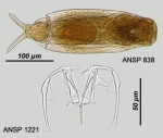 Dicranophorus grandis