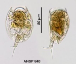 Lepadella apsicora