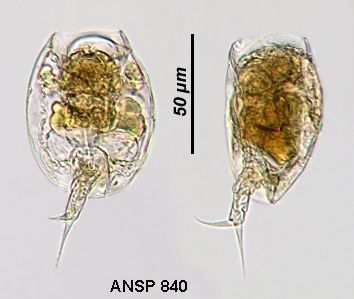 Lepadella apsicora